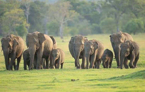 elephant